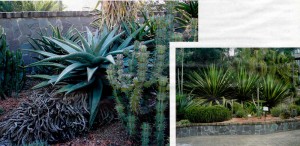 Австралийская экзотика