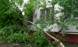 Квартира или дом повреждены ураганом