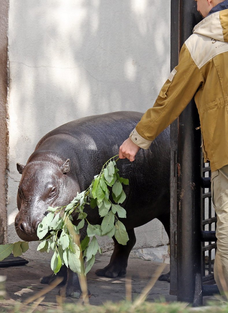 Фото: пресс-служба Московского зоопарка
