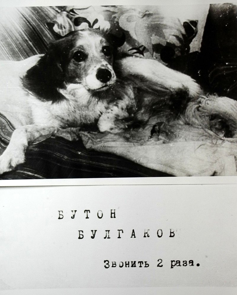 Собака Булгаковых Бутон. Фотокопия машинописи