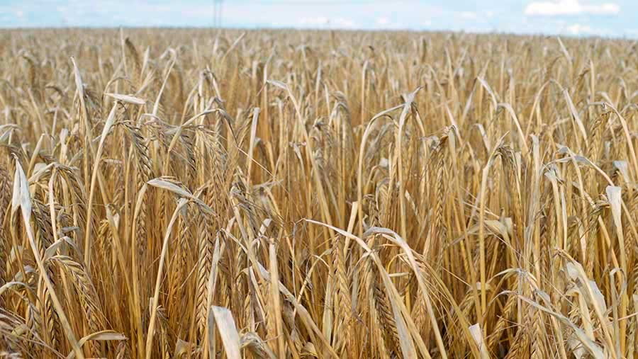 Агротехника яровых зерновых хлебов ранних сроков посева