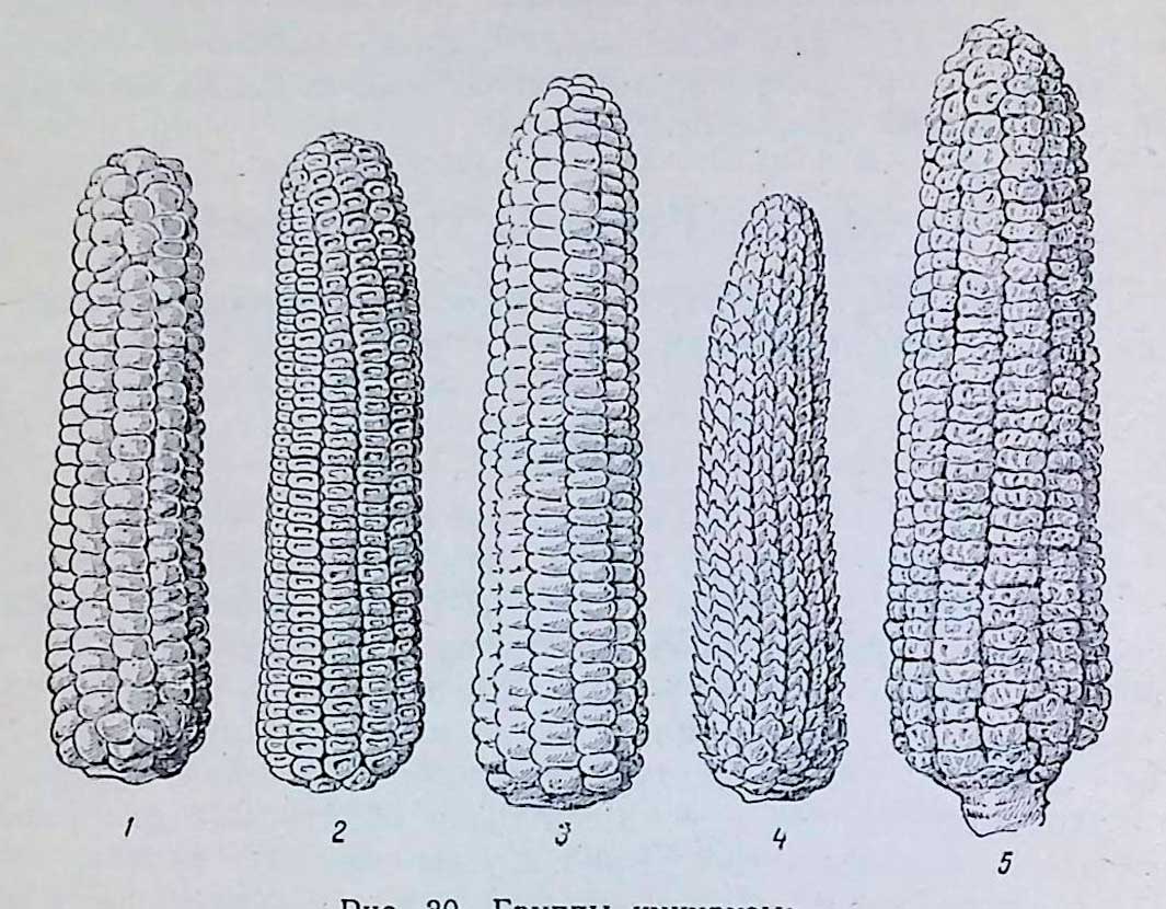Группы кукурузы: 1 — кремнистая; 2 — зубовидная; 3 — крахмалистая; 4 — лопающаяся; 5 — сахарная.