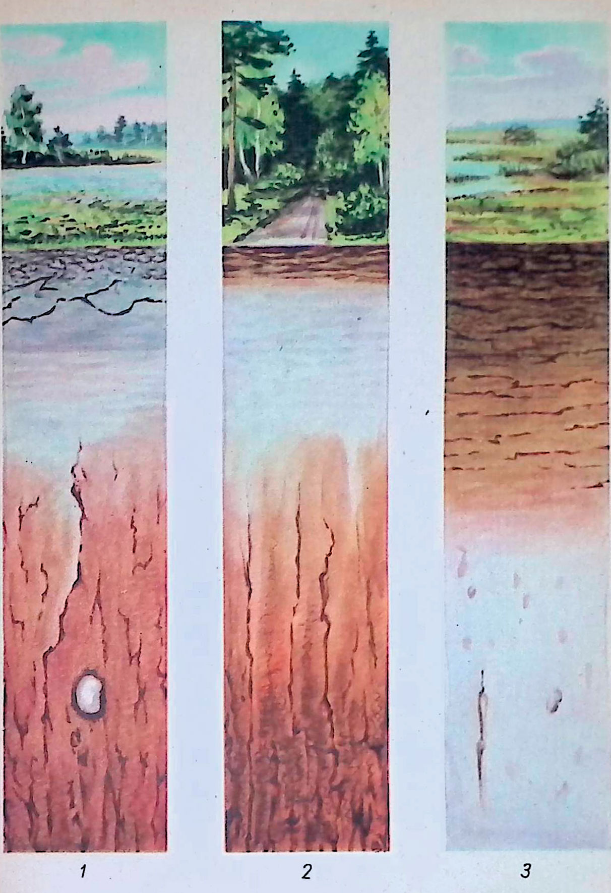 дерново - подзолистая почва; 2— подзол; 3—профиль лугового торфяника