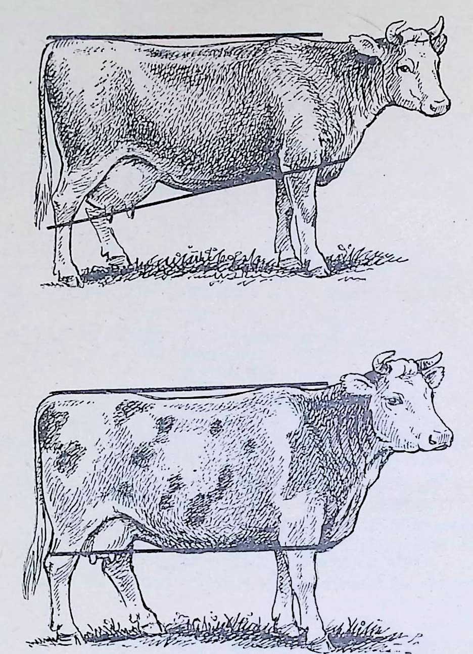 Разница в строении типов скота