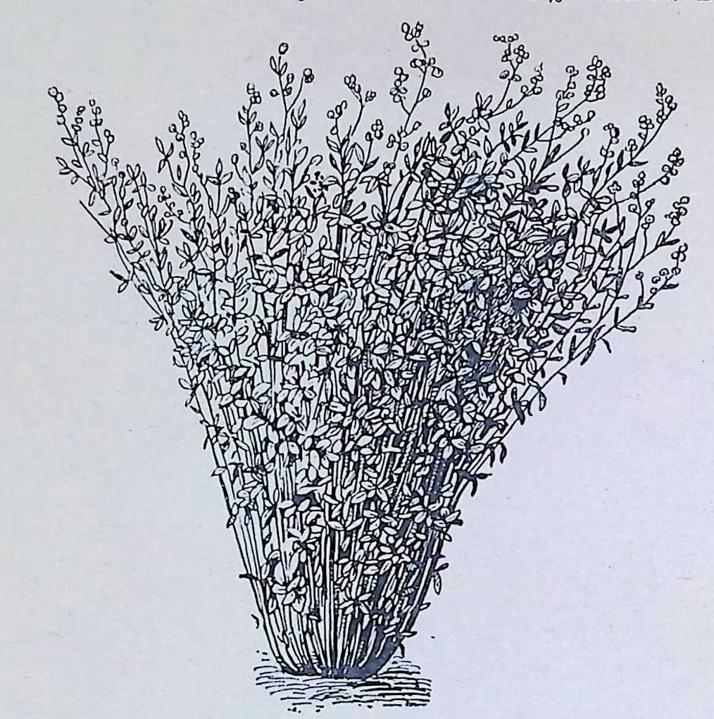 . Синяя люцерна, сорт Зайкевича (растение 3-го года жизни).