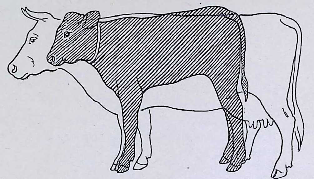 Соотношение частей тела взрослой коровы и новорожденного теленка.