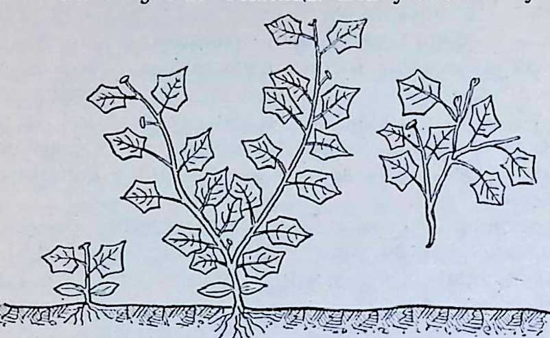 Схема длинной прищипки огуречных растений при выращивании их на шпалерах.