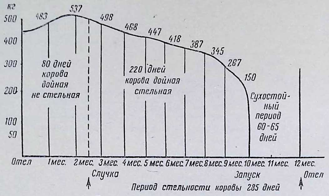 Лактационная кривая коровы (схема).