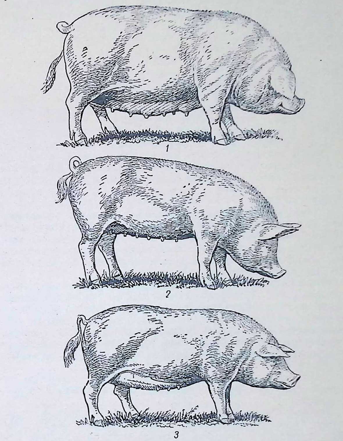 Сальный (/), мясной (2), полусальнын (3) типы свиней