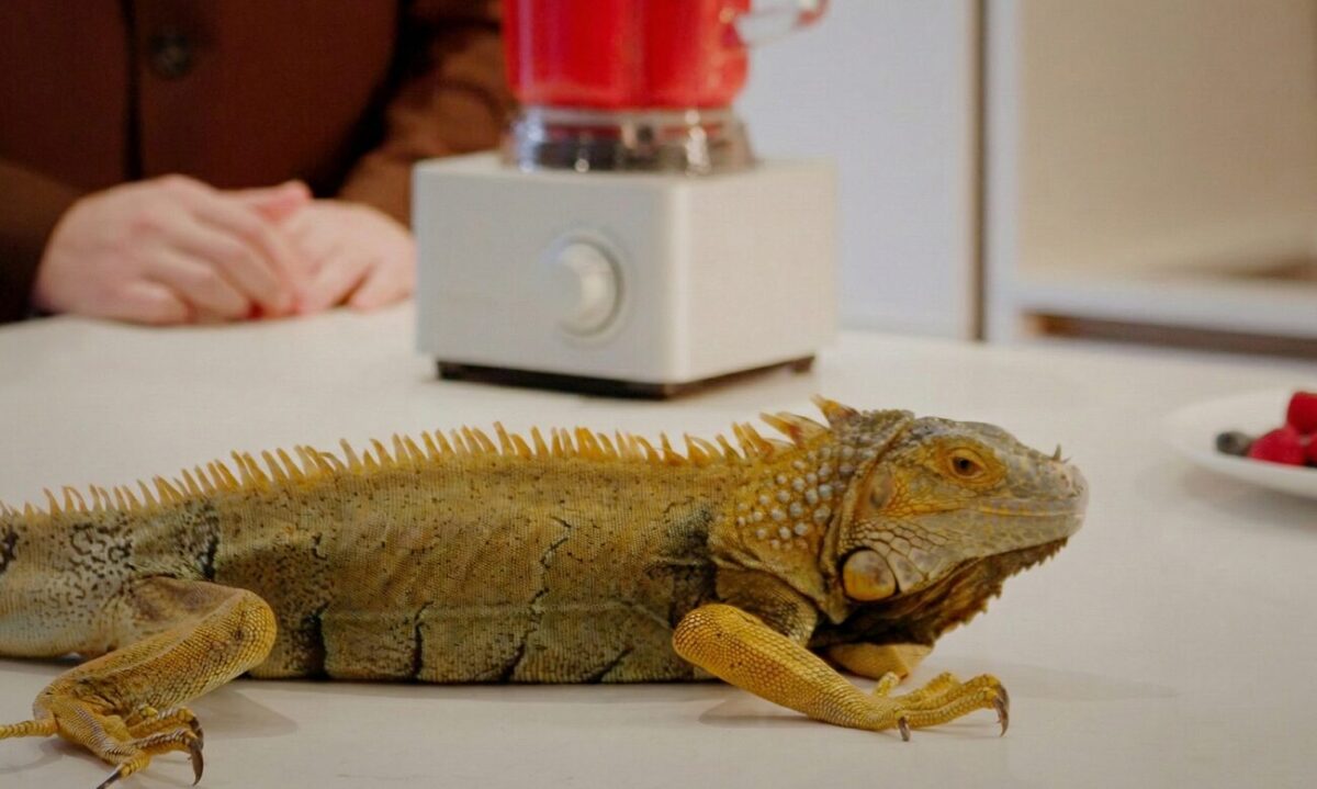 Приручить дракона: в элитных домах Москвы появились спа-услуги для рептилий