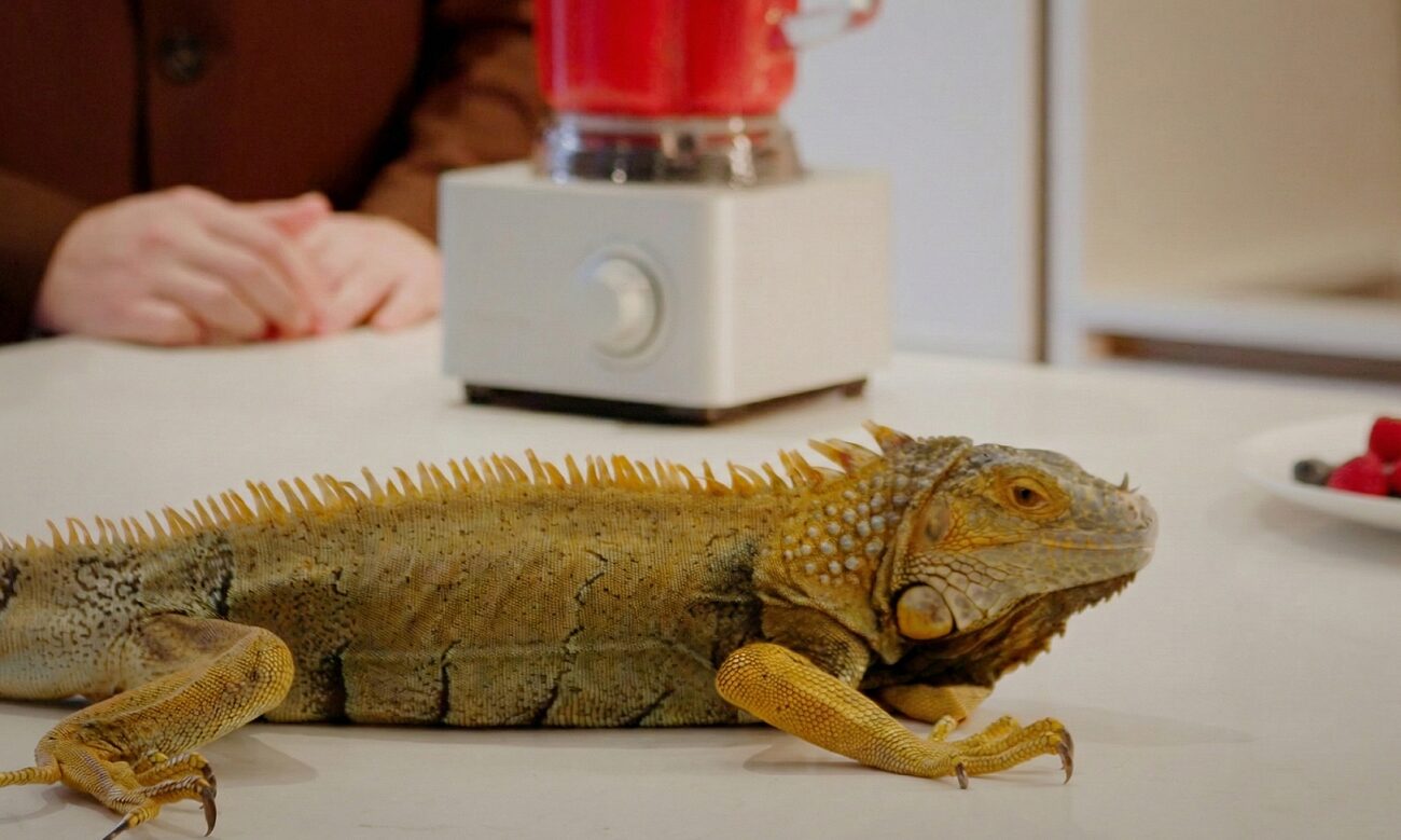 Приручить дракона: в элитных домах Москвы появились спа-услуги для рептилий